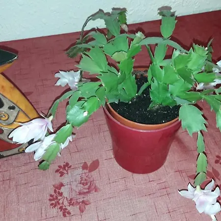 Flora Apartment